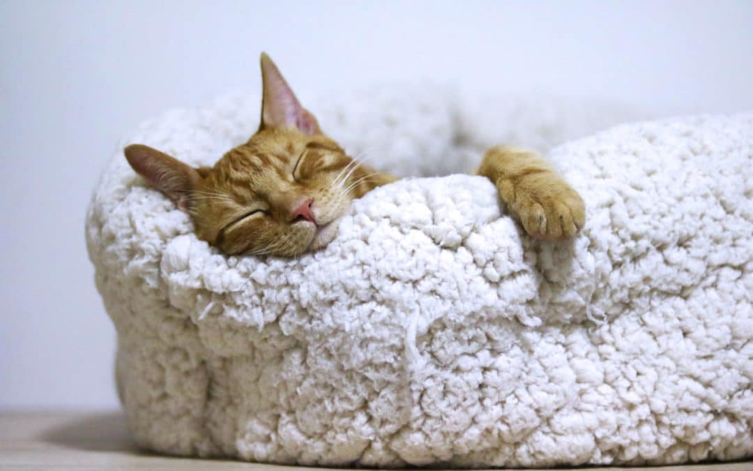 Cat Tooth Extraction Recovery and Aftercare