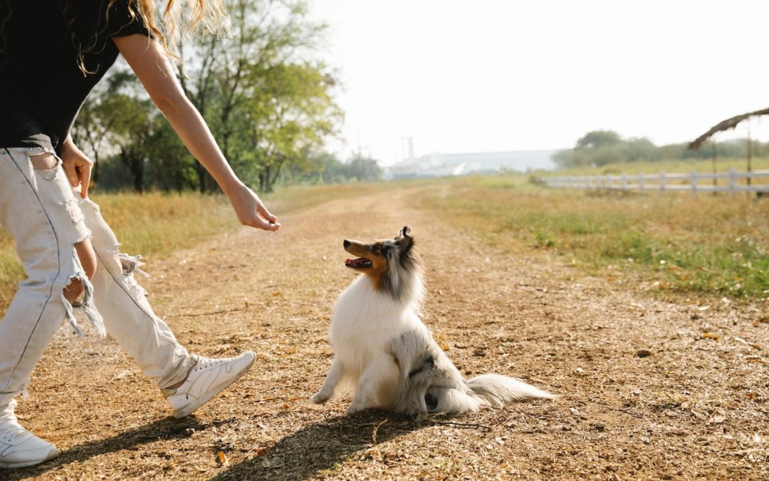How to Choose Healthy Dog Treats