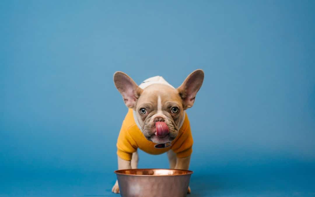 How to Stop Your Dog from Eating Too Fast