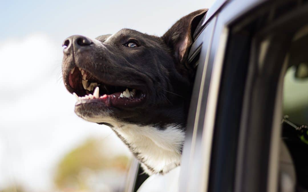 How to Prevent Periodontal Disease in Dogs