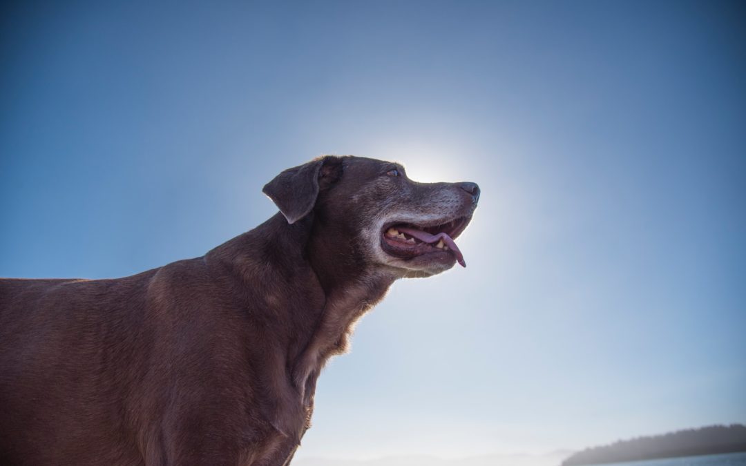 Dental Care Tips for Senior Dogs