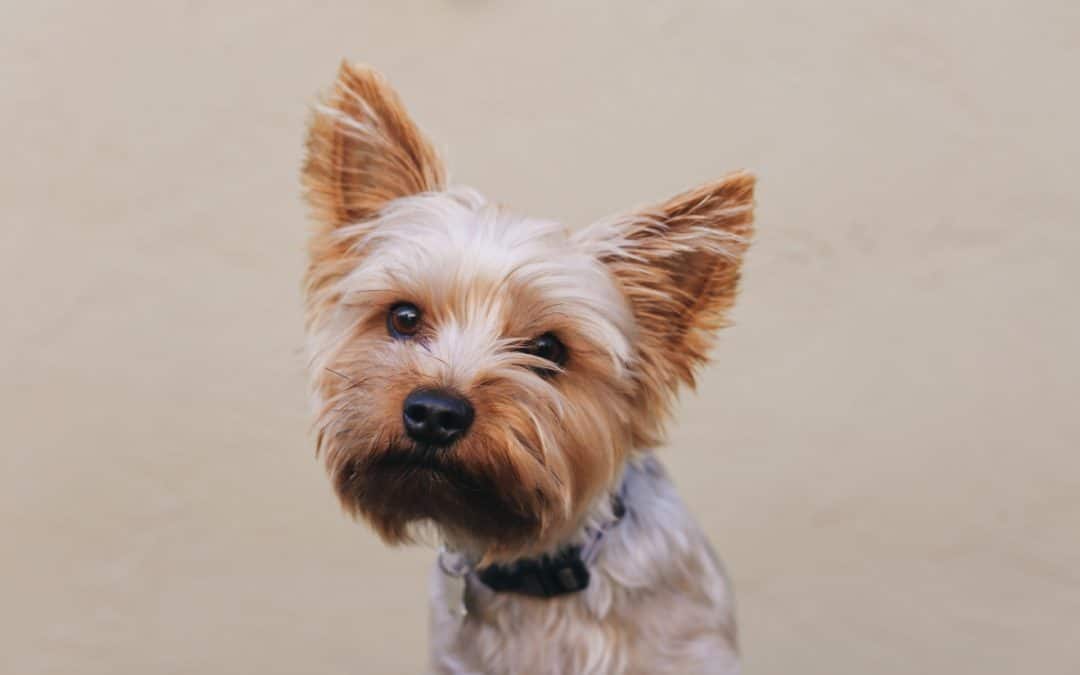8 Hypoallergenic Dog Breeds