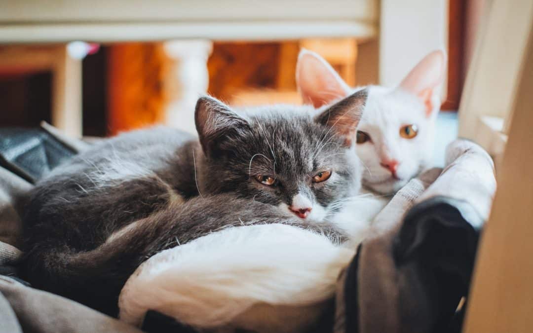 5 Common Types of Cancer in Cats