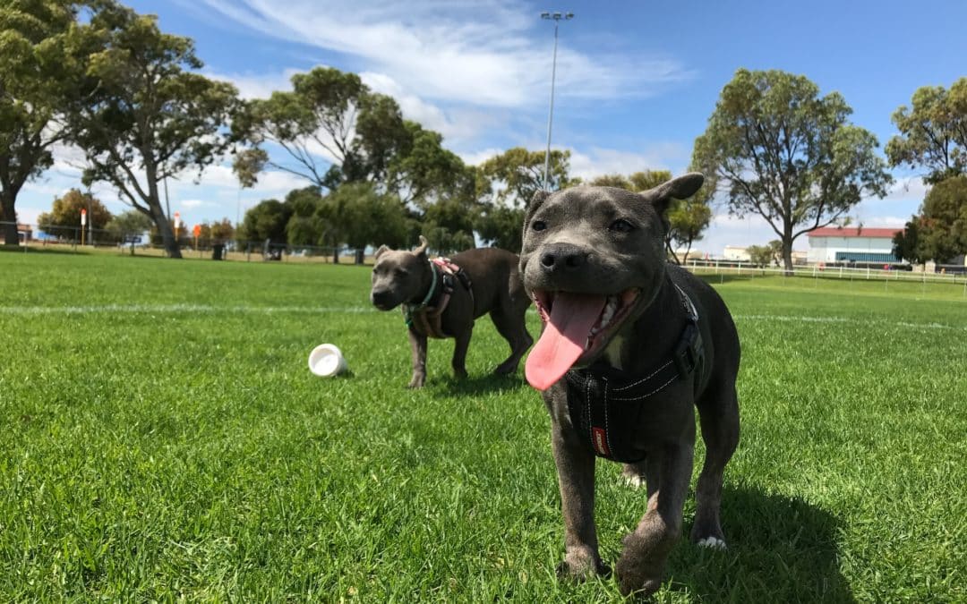 How to Keep Your Dog Safe at the Dog Park