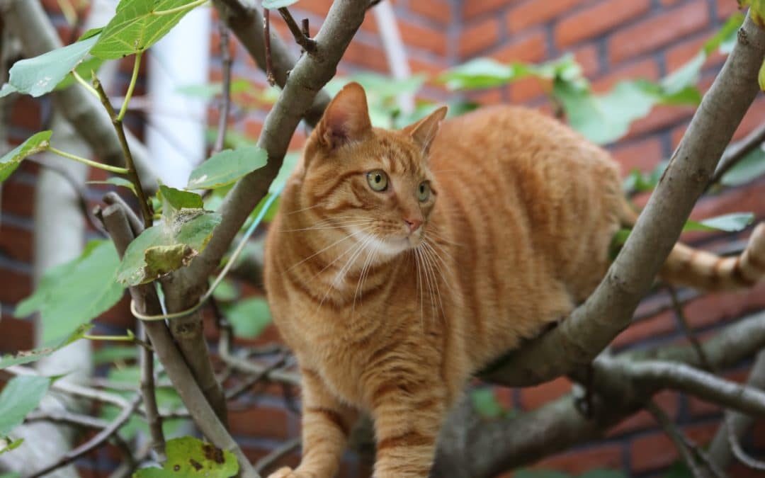 Should You Microchip Your Cat?