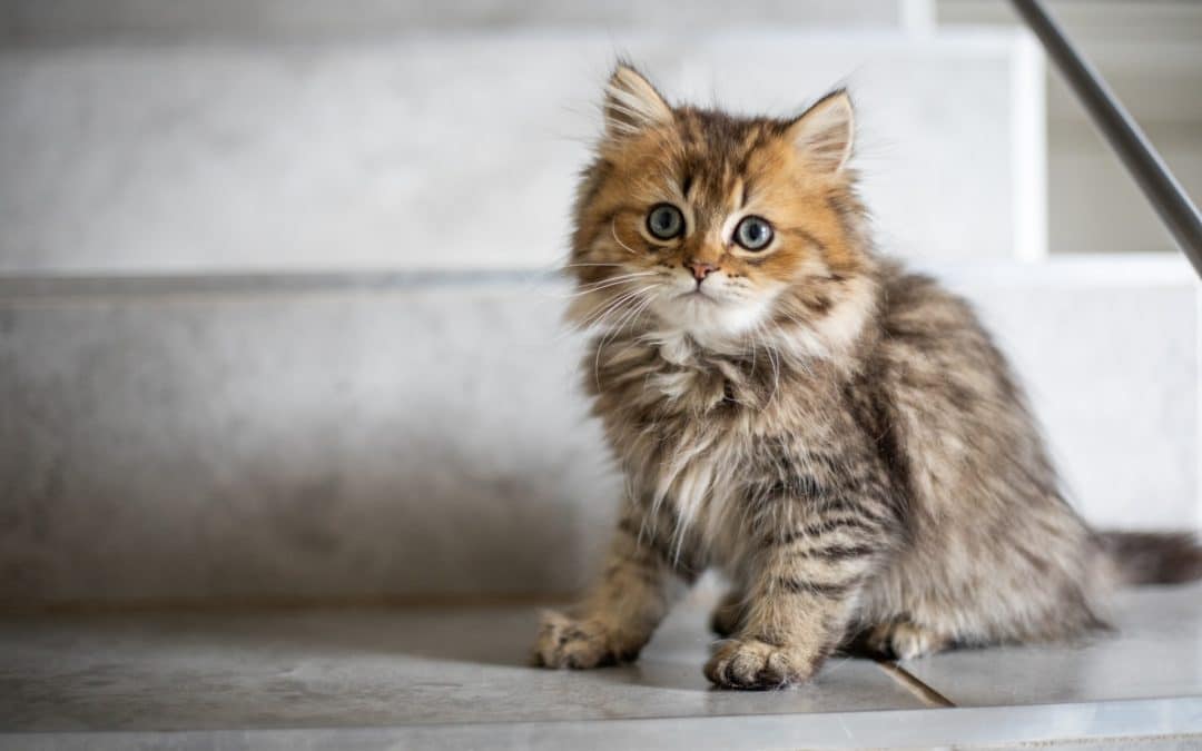 7 Things to Know Before Getting a Kitten