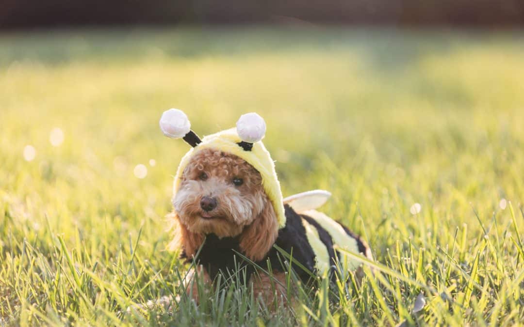 dog sitting in field wearing bee costume