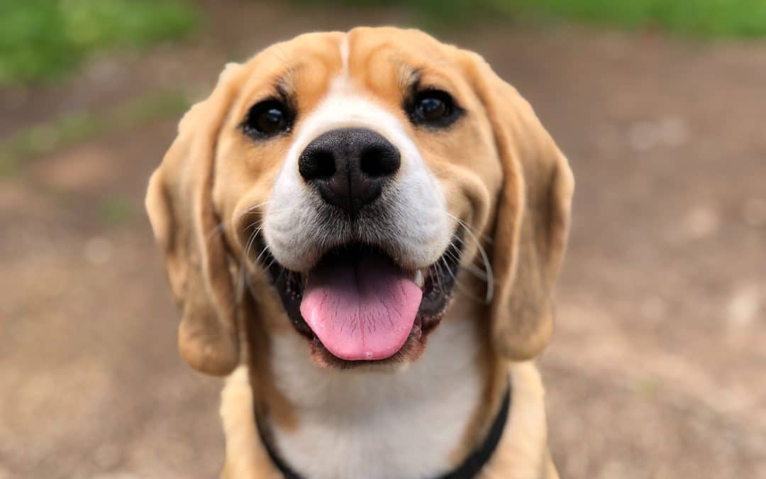 dog smiling at camera