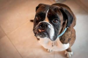 symptoms of tooth abscess in dogs