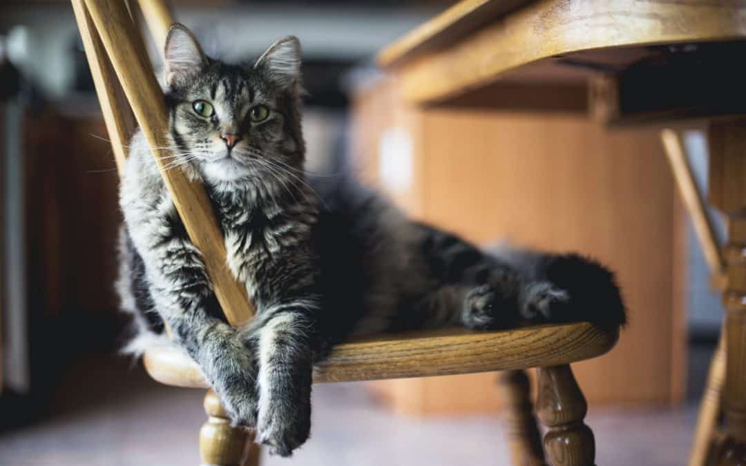 It’s Take Your Cat to the Vet Day—Have You Scheduled Your Cat’s Next Checkup?