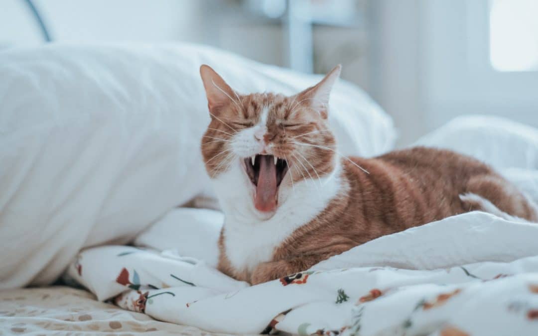 Cats can suffer from painful dental problems, and many of them end up losing teeth as they get older. Here’s how to get your cat used to brushing their teeth every day.