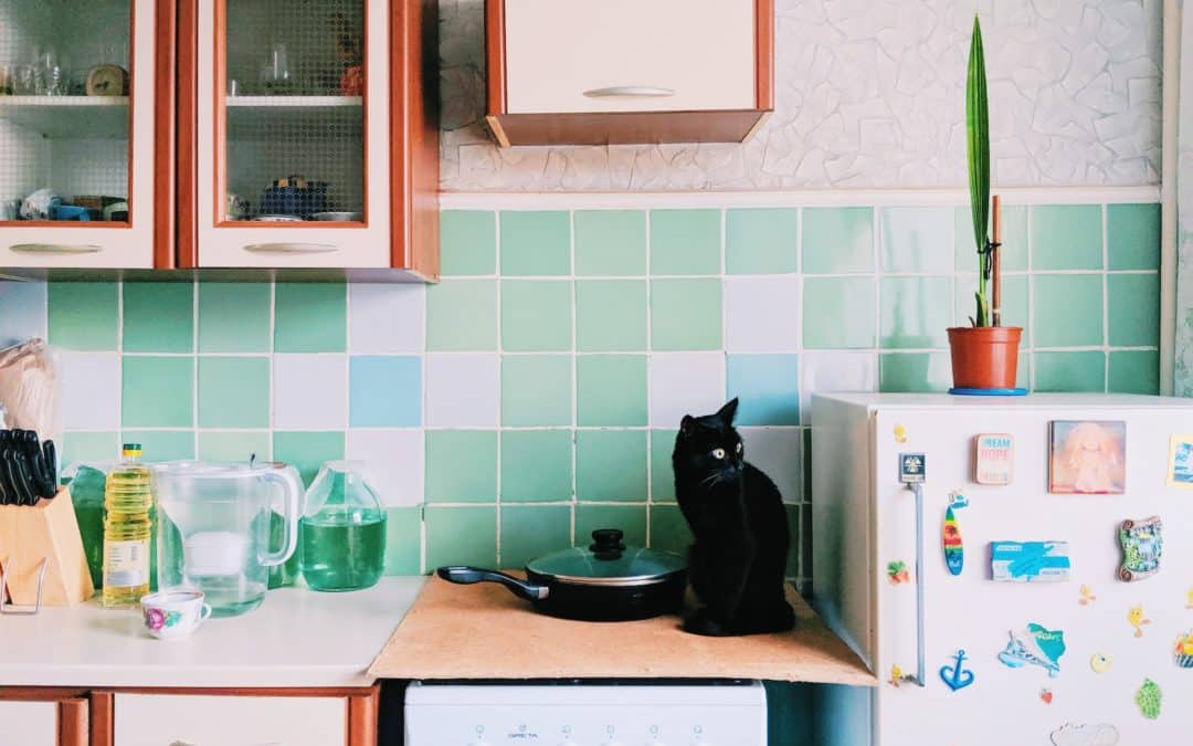 The Floor Is Lava! Why Your Cat Needs to Perch Up High