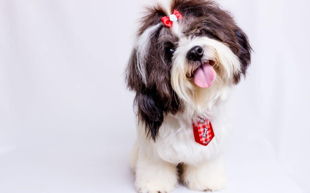 what to feed a dog with bad teeth or dental problems