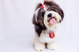 what to feed a dog with bad teeth or dental problems