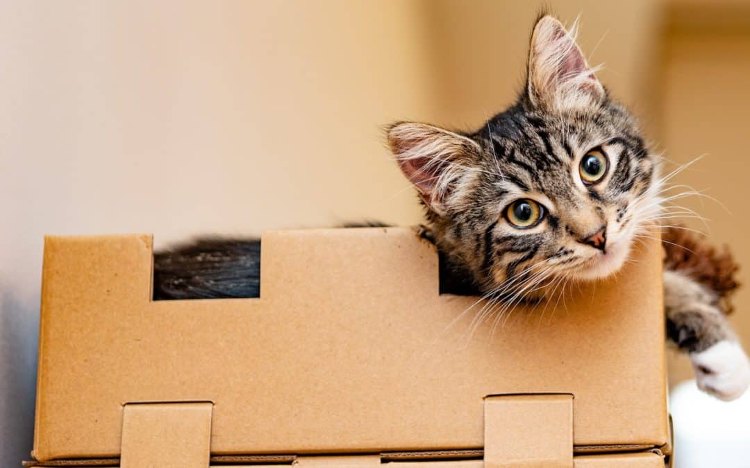 Is It Safe to Clean Your Cat’s Litter Box During Pregnancy?
