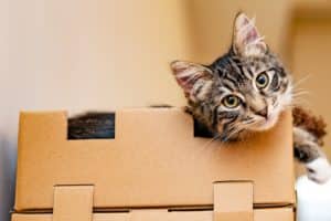 Is cleaning the litter box during pregnancy safe?