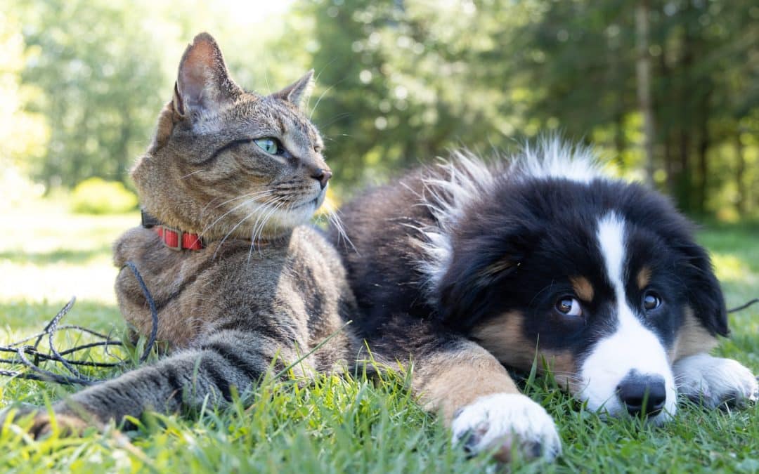 Pet Pop Quiz: Test Your Knowledge with These 10 Pet Facts