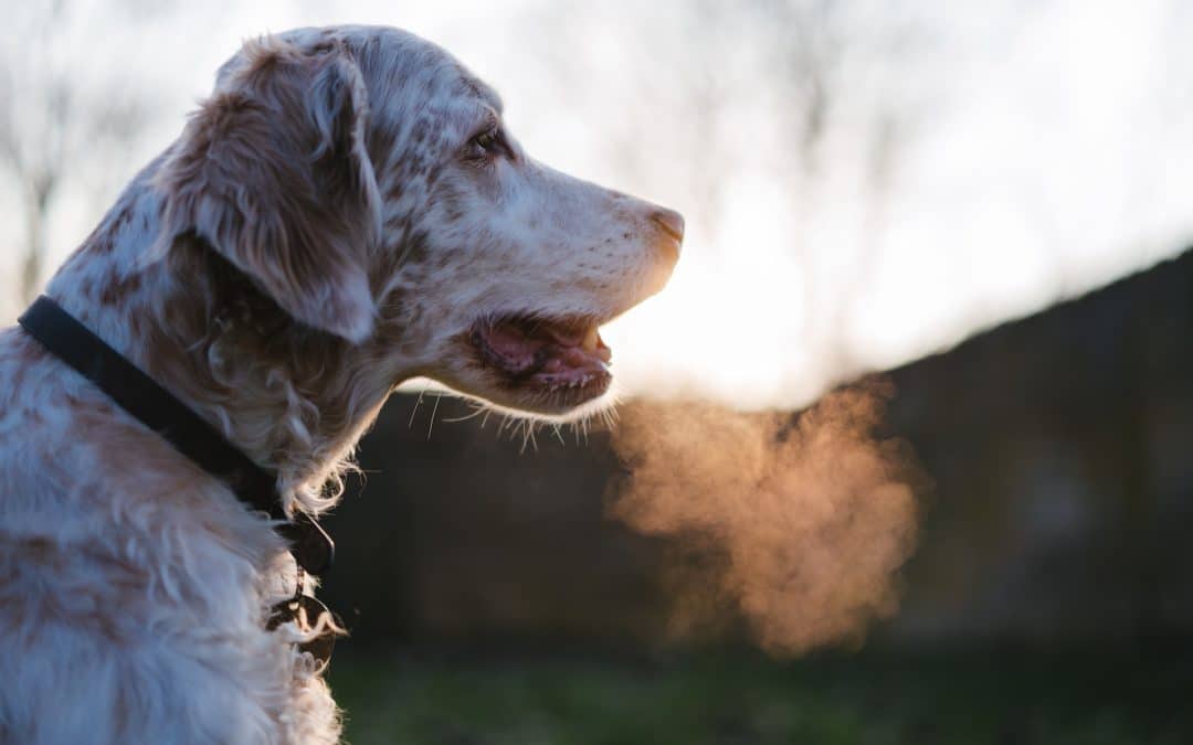 Why Dogs Need Teeth Cleanings at Least Once a Year