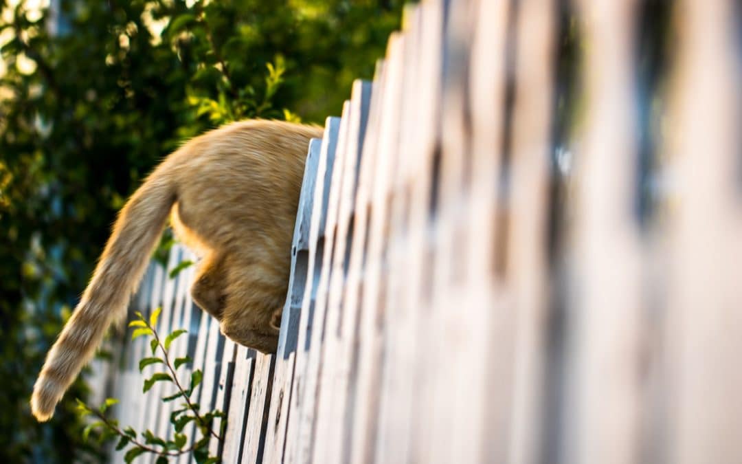 Will Going Outside Make My Indoor Cat Happier?