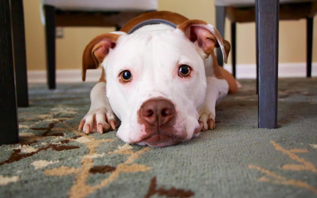 Is It Safe for Dogs to Eat Thanksgiving Turkey?