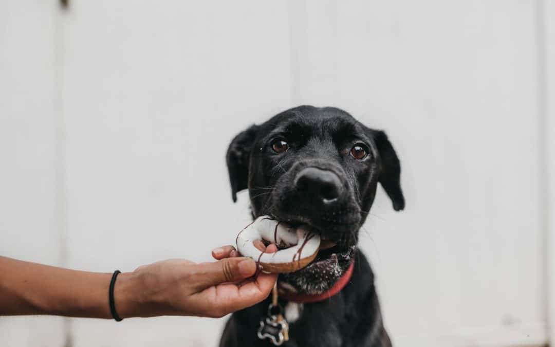 What Types of Dental Problems Do Dogs Have?