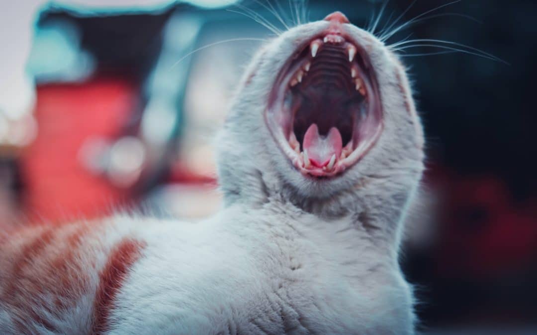 how are feline diabetes and dental health connected?