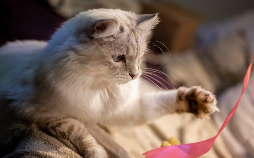 Indoor cats need daily exercise—it keeps them from getting bored and helps keep them at a healthy weight. Here’s why cats need exercise, and how to prevent obesity in cats.