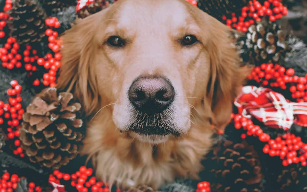 5 Holiday Plants That Are Poisonous to Pets