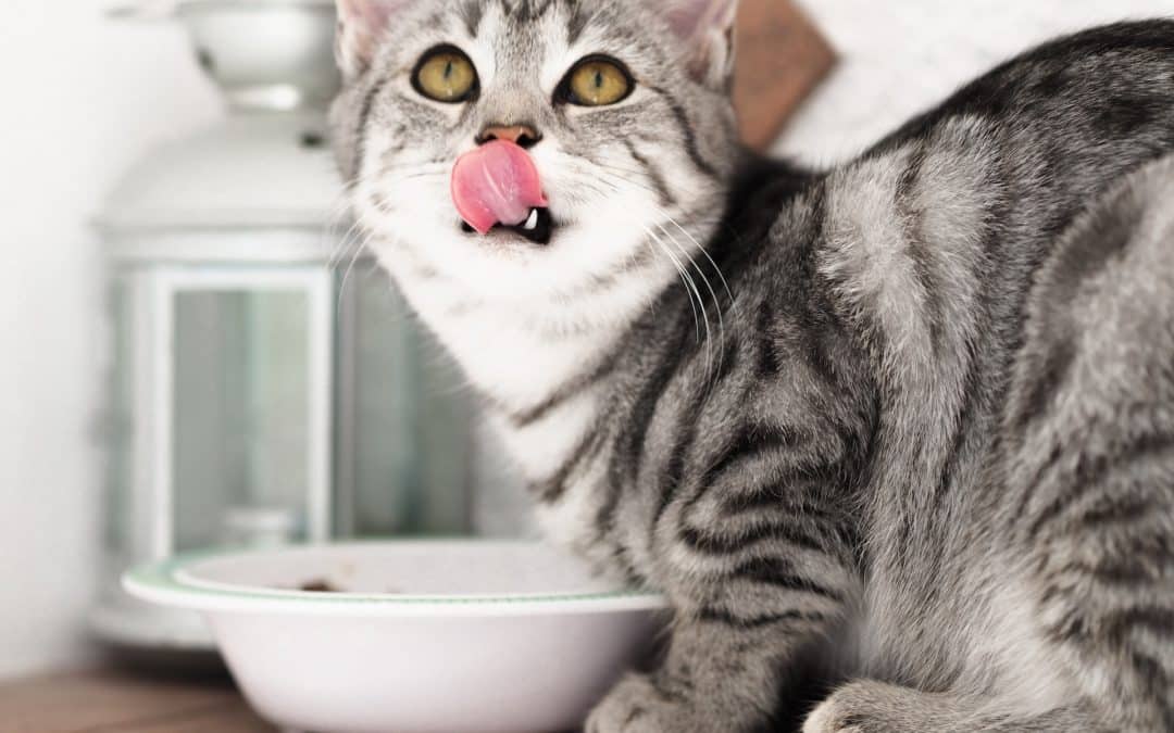 Why You Need to Wash Your Pet’s Dishes