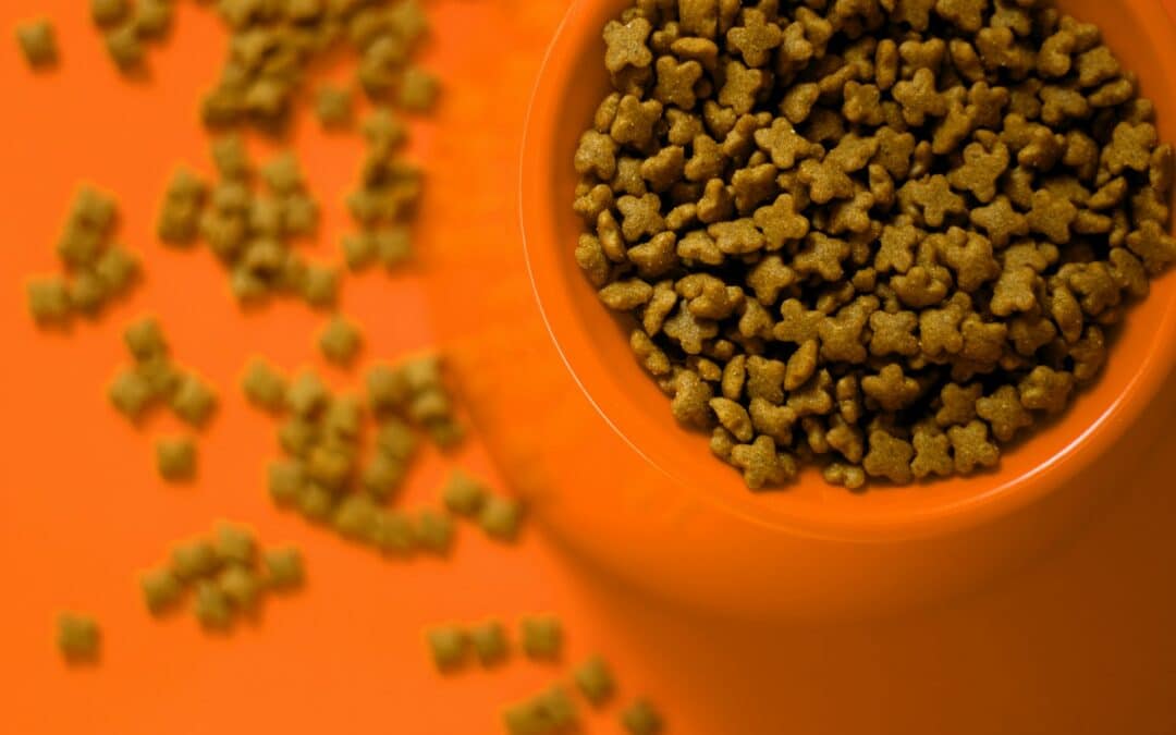 How Much Should You Feed Your Cat?