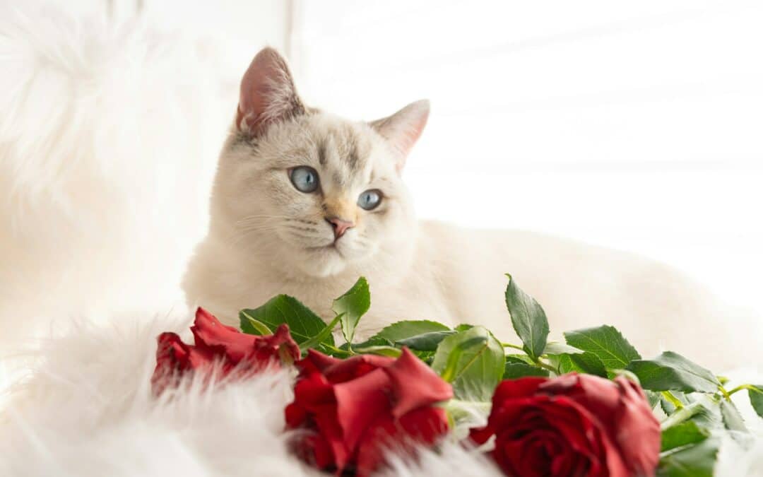 Five Ways to Celebrate Valentine’s Day with Pets
