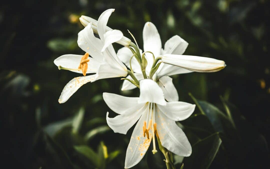 Spring Flowers That Are Poisonous to Pets
