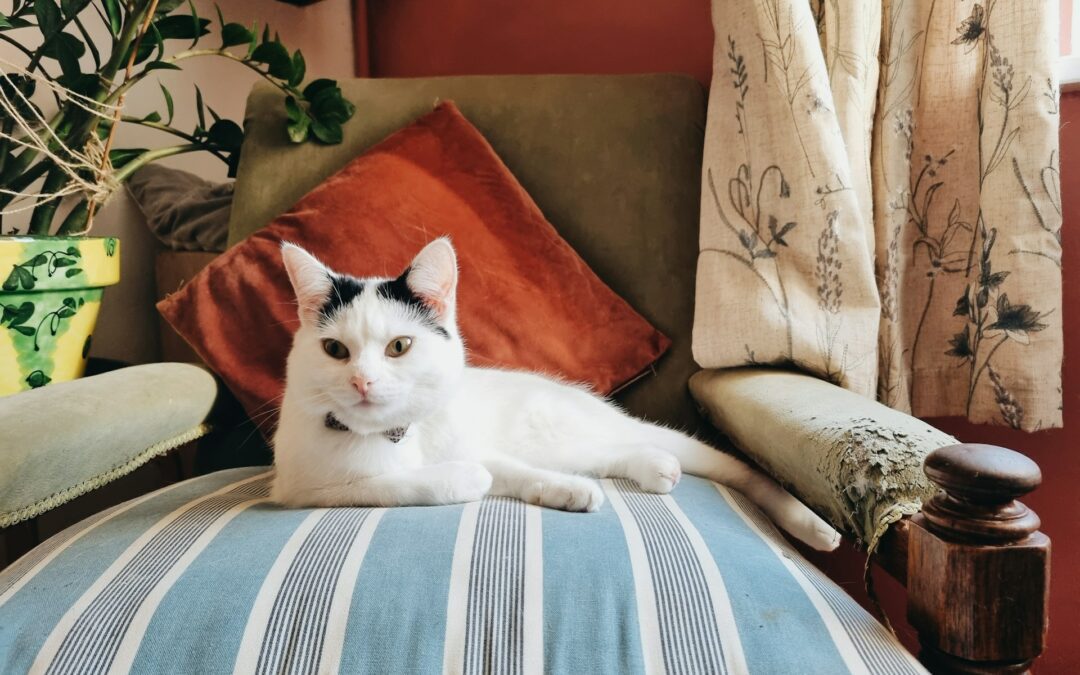 Tired of your cat killing your plants and knocking over their pots? Here's how to stop your cat from eating your houseplants.