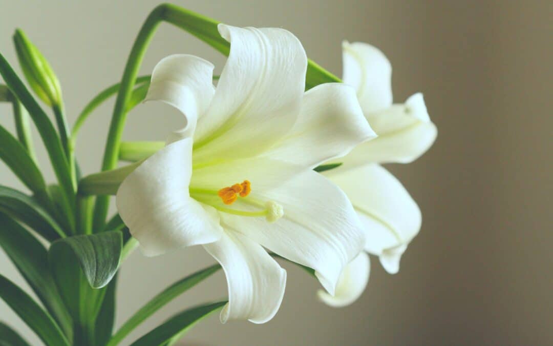 Why Easter Lilies and Cats Make a Dangerous Combination
