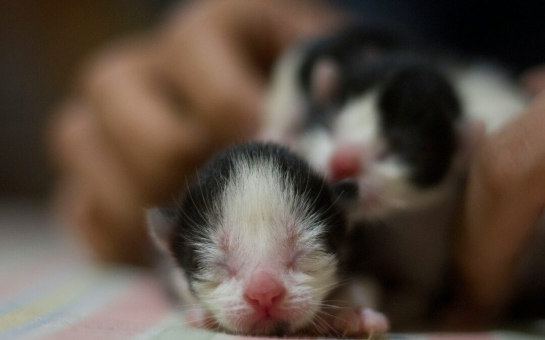 Can Kittens Drink Milk?