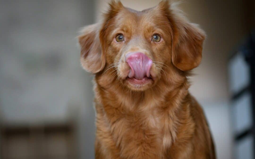 Homemade Food for Dogs