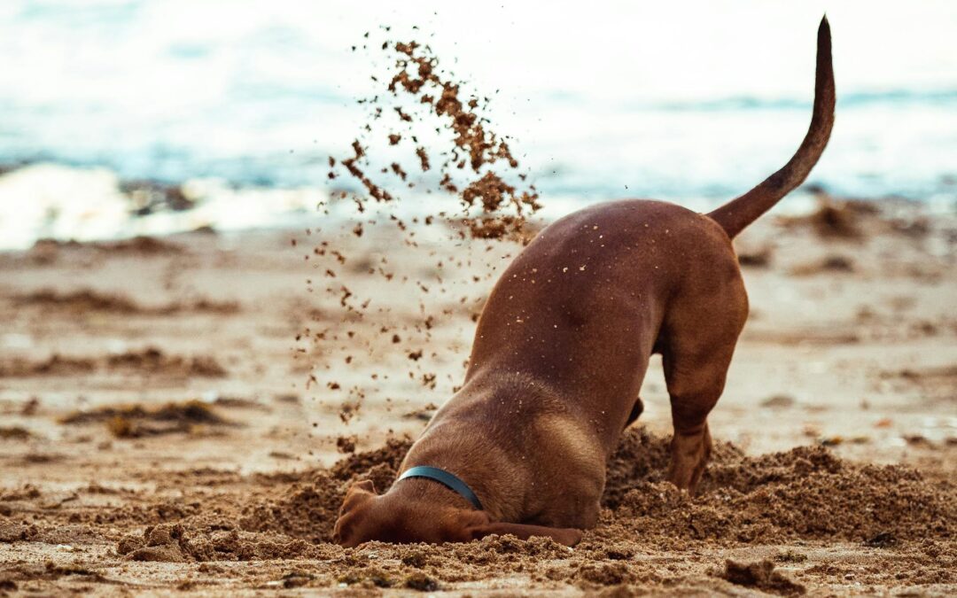 How to Deal with Common Dog Behavior Problems