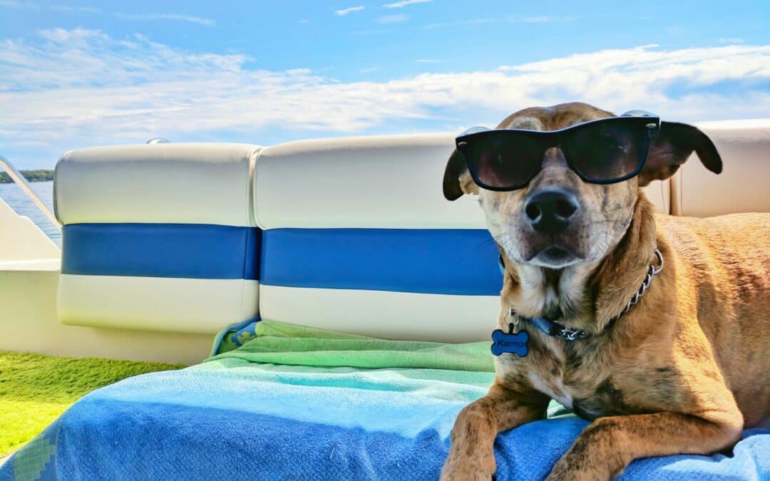 Surviving the Summer Heat: How to Keep Your Dog Safe in Arizona