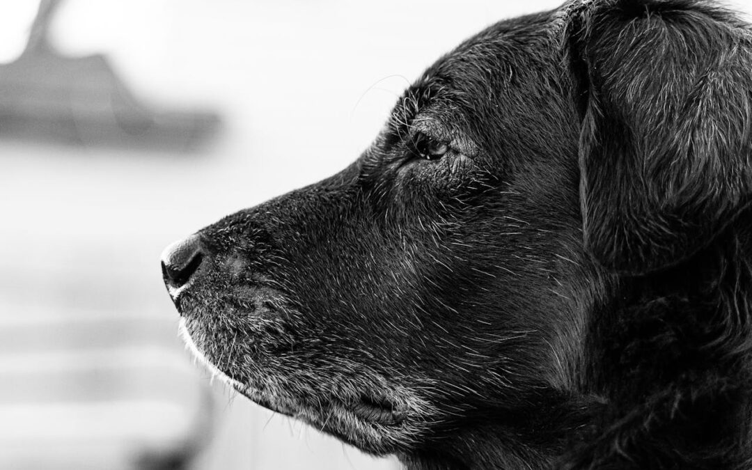 Caring for Your Senior Dog or Cat: Easy Home Modifications That Help