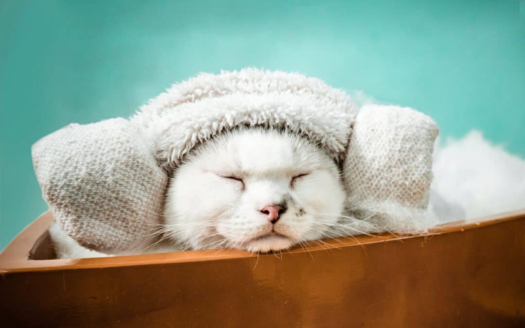 Fun Ways to Celebrate International Cat Day