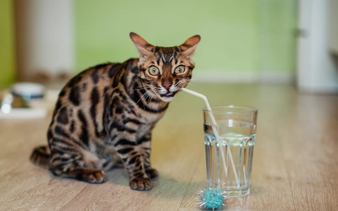 How to Keep Your Pet Hydrated in a Dry Climate