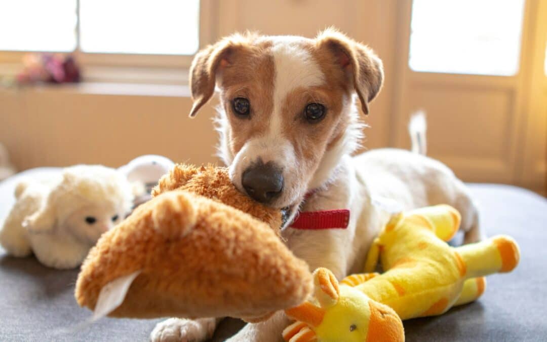 10 Fun Pet Exercise Ideas for Indoor and Outdoor Play