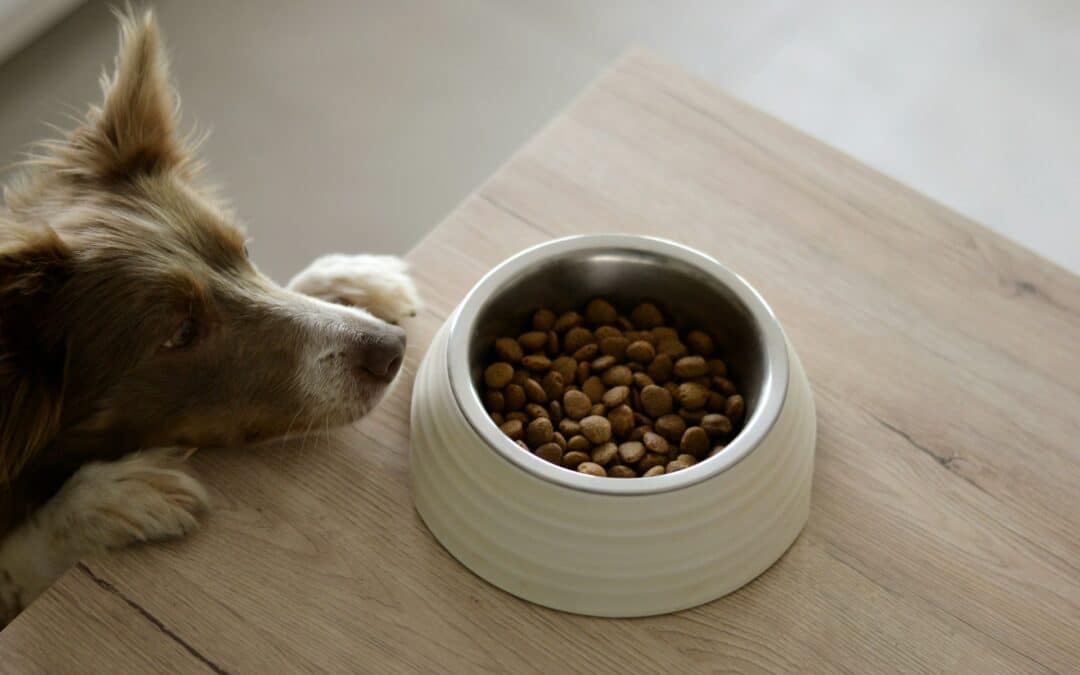 Top Ten Feeding Mistakes Pet Owners Make