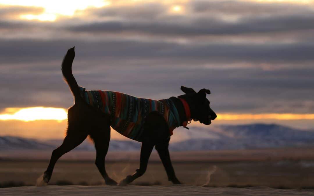 How Arizona Winters Affect Your Dog’s Coat and Paws