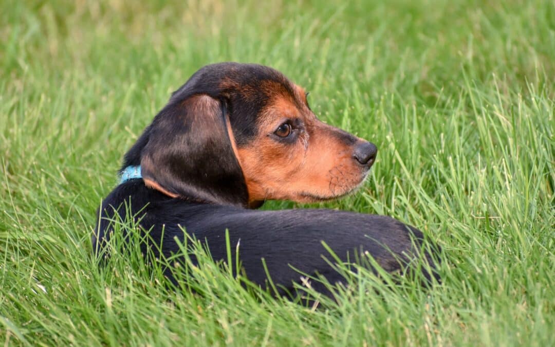 Why Do Dogs Eat Grass?