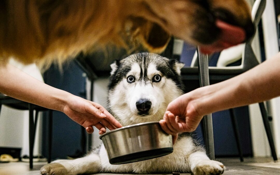 Is It Safe to Add Water or Broth to My Dog’s Kibble?