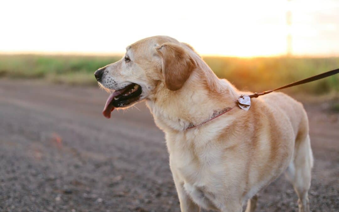 Arizona isn’t too hot for dogs as long as you’re aware of the hazards. Here’s how to protect your pup from dehydration, heatstroke, and burned paws.