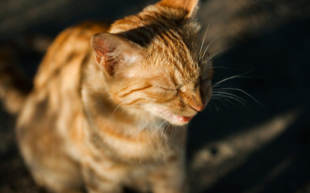 Can Dust Harm Your Cat’s Respiratory System?