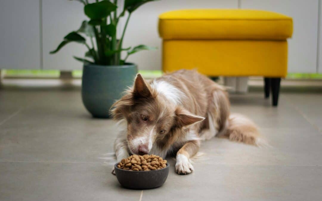 Should You Feed Your Dog the Same Food Every Day?