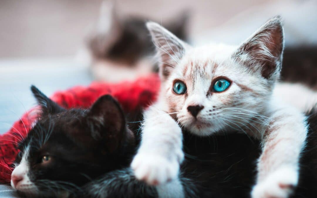 Tips and Tricks for Multiple Cat Households